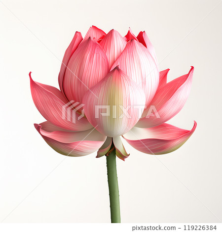 Close up of a beautiful pink lotus flower in bloom on a light background. Concept of nature, beauty and tranquility. Perfect for Diwali, Hindu festival, Vesak or Lotus Festival 119226384