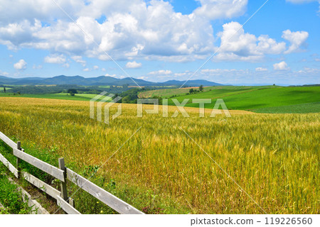 夏季北海道麥田山 夏季北海道麥田山 119226560