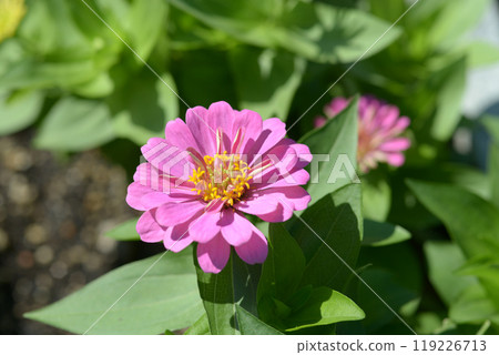 Zinia Elegance 119226713