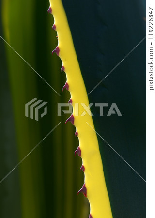 Agave: A natural creation Agave: A natural creation 119226847