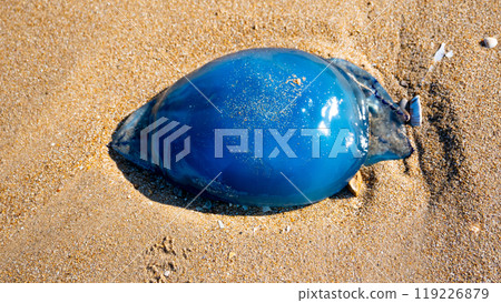 Blue jellyfish washed up on the beach 119226879