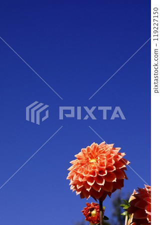 Dalia in full bloom Dalia in full bloom 119227150