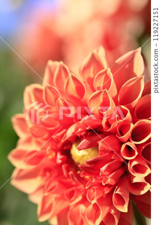 Dalia in full bloom Dalia in full bloom 119227151