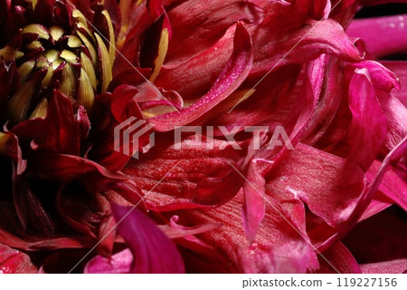 達利亞盛開 119227156