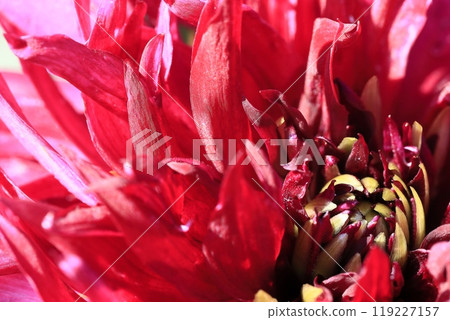 達利亞盛開 119227157