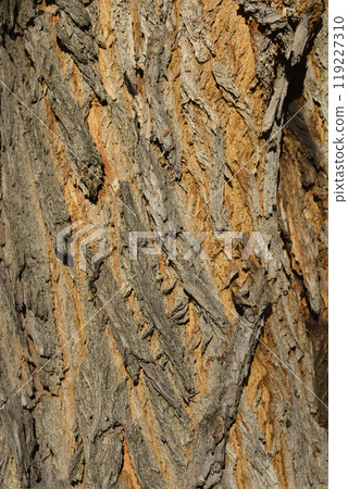 Simon poplar 119227310