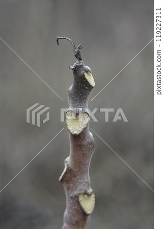 Tree of heaven Tree of heaven 119227311