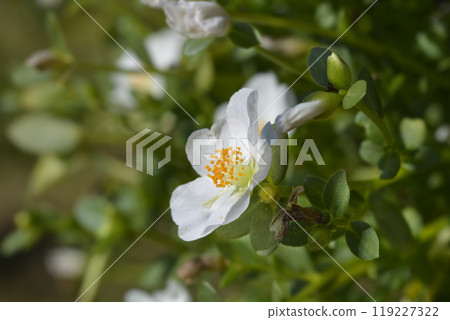 Moss-rose purslane Moss-rose purslane 119227322