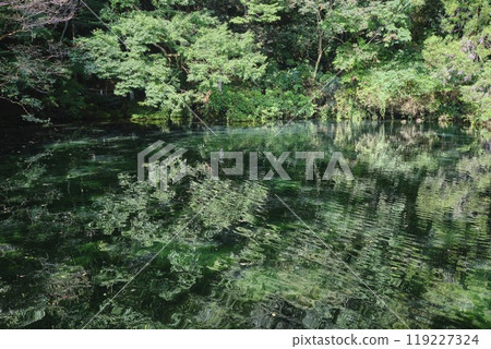 Izuruhara Benten Pond, Sano City, Tochigi Prefecture 119227324