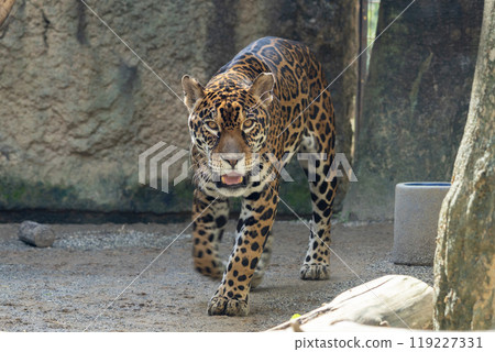 Jaguar 119227331