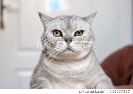Cat Portrait Indoor Home - A closeup of a silver tabby cat with green eyes staring directly at the camera while sitting indoors. 119227337