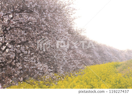 Early morning rape blossoms and cherry blossoms 119227437