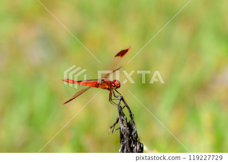 日本熟悉的秋天風景。 119227729
