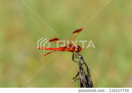 日本熟悉的秋天風景。 119227730