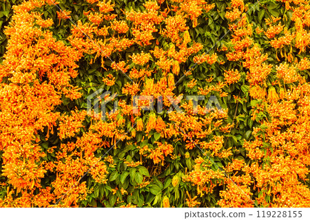Orange trumpet flowers in Spain 119228155