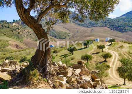 Old olive tree on hill in Andalucia Spain 119228374
