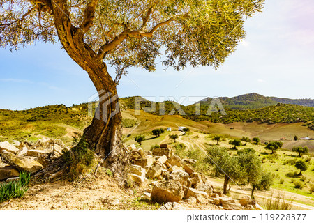 Old olive tree on hill in Andalucia Spain Old olive tree on hill in Andalucia Spain 119228377