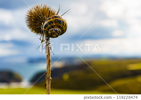 Dry plant with snail against coast at Cabo Penas, Asturias Spain Dry plant with snail against coast at Cabo Penas, Asturias Spain 119228474
