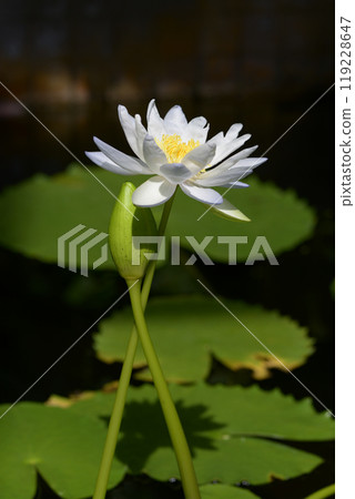 White lily pad 119228647