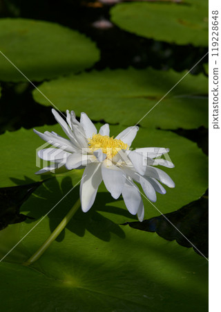 White lily pad 119228648