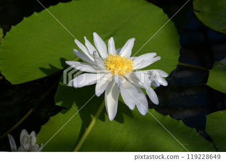 白百合墊 119228649