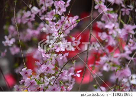 京都六角堂的垂枝櫻花 119228695