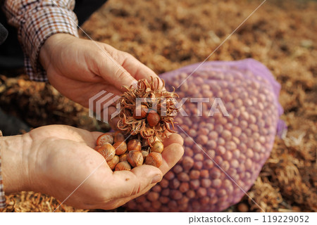 bear nut close up, Turkish Hazel nut harvesting 119229052