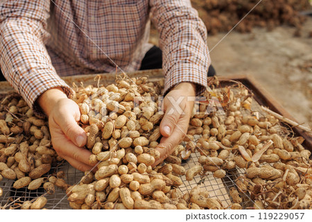 farmer harvesting peanuts, sorting nut quality at peanut production farmer harvesting peanuts, sorting nut quality at peanut production 119229057