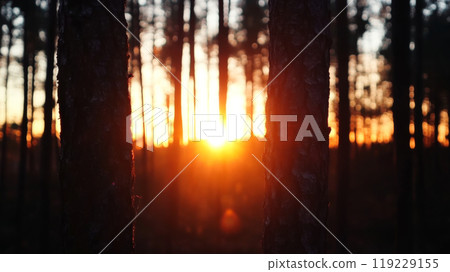Sunset illuminating a serene forest landscape with towering trees during twilight hours 119229155
