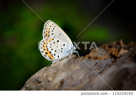 秋天在河岸和草原上可以看到一種美麗的藍紫色小蝴蝶，瀕臨滅絕的蝴蝶 119229249
