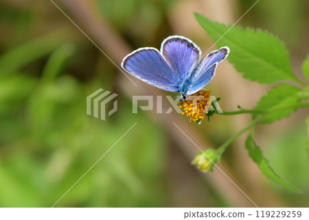 秋天在河岸和草原上可以看到一種美麗的藍紫色小蝴蝶，瀕臨滅絕的蝴蝶 119229259