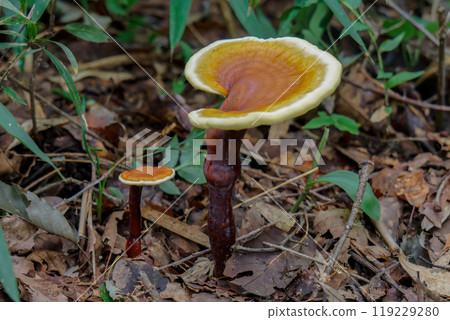 Two Ganoderma lucidum mushrooms, one adult and one young, with their caps beautifully opened. Two Ganoderma lucidum mushrooms, one adult and one young, with their caps beautifully opened. 119229280