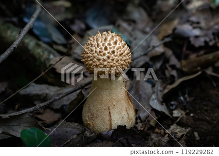 A pale brown young Amanita muscaria mushroom A pale brown young Amanita muscaria mushroom 119229282