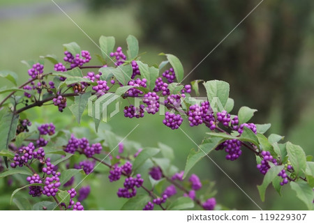 秋天公園裡生長的紫紫色水果 119229307