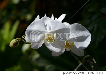 蝴蝶蘭 蝴蝶蘭 119229441