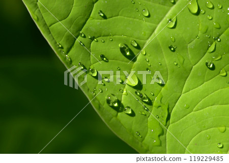 葉子上的水滴 119229485