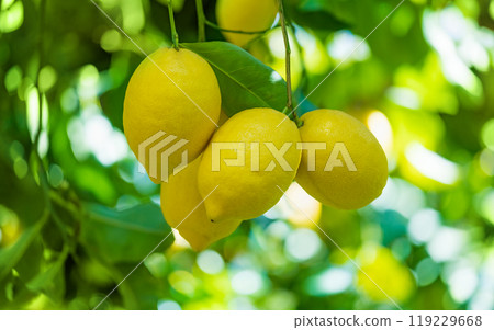 Yellow lemons on lemon tree with green leaves Yellow lemons on lemon tree with green leaves 119229668