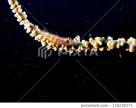 Kuronuki Glass Goby and Muchi Larch Kuronuki Glass Goby and Muchi Larch 119230271