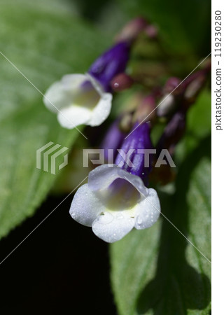 Primulina Atro Grandu Rosa 119230280