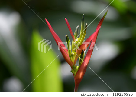 Heliconia Heliconia 119230589