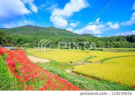 Red spider lilies and early autumn at Tashimoso in Bungotakada, Oita Prefecture 119230656