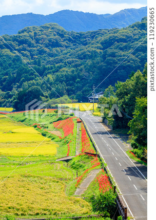 Red spider lilies and early autumn at Tashimoso in Bungotakada, Oita Prefecture 119230665