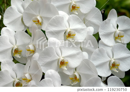 Phalaenopsis orchid  119230750