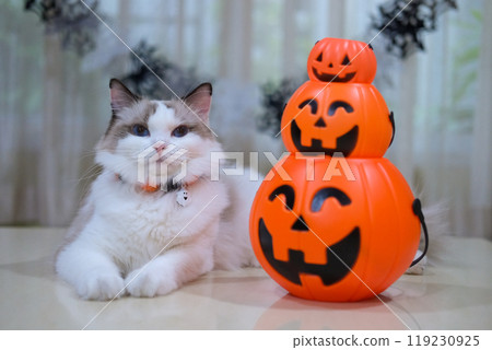 Cute Ragdoll cat with pumpkin, Halloween decoration Cute Ragdoll cat with pumpkin, Halloween decoration 119230925
