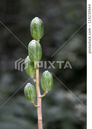Bud of Uba Lily Bud of Uba Lily 119230944