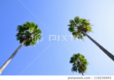 Palm trees and blue sky Palm trees and blue sky 119230945