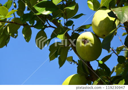 Karin Karin 119230947