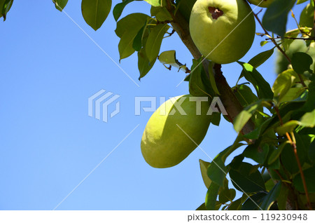 卡琳 卡琳 119230948