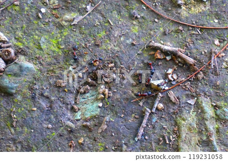 Camponotus nigricans Red-breasted giant ant Mt. Hodo Mt. Hodo Mt. Shrine Mt. Hodo Mt. Shrine Camponotus nigricans Red-breasted giant ant Mt. Hodo Mt. Hodo Mt. Shrine Mt. Hodo Mt. Shrine 119231058