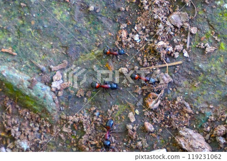 Camponotus nigricans Red-breasted giant ant Mt. Hodo Mt. Hodo Mt. Shrine Mt. Hodo Mt. Shrine 119231062
